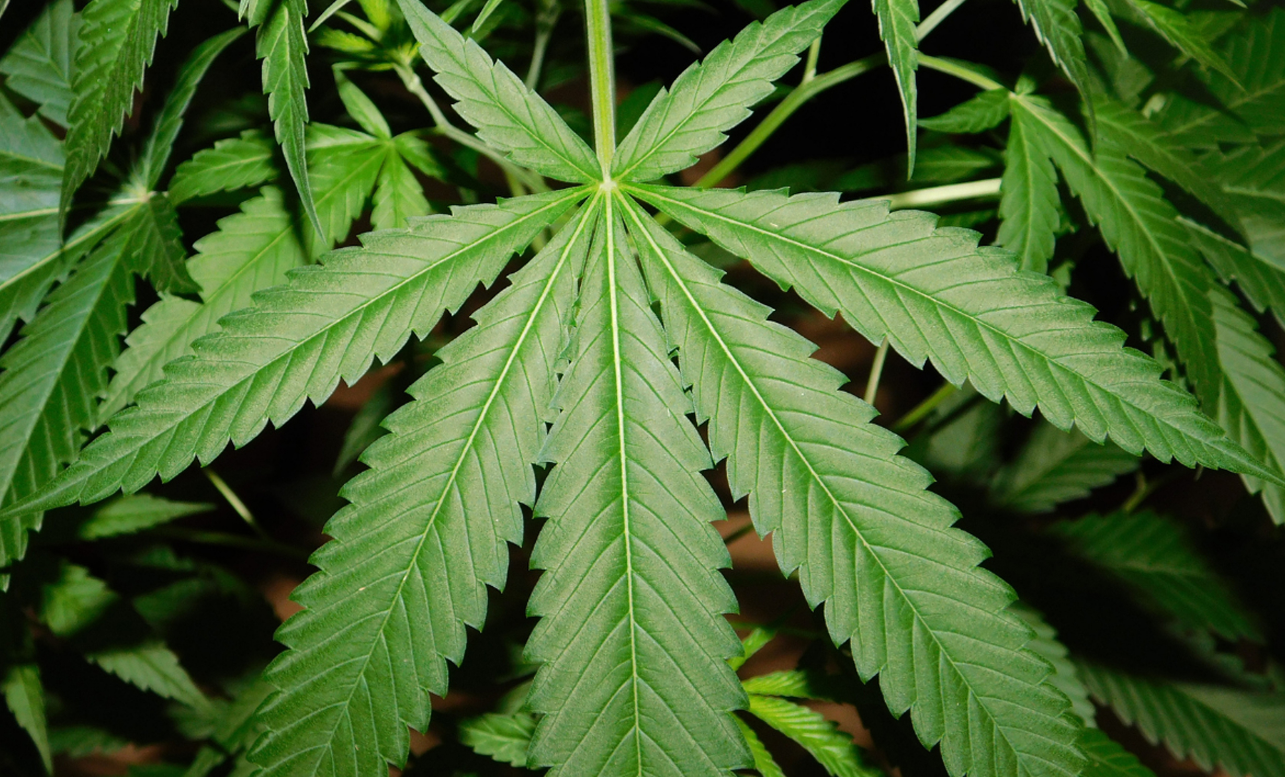 Medical Marijuana in Rwanda